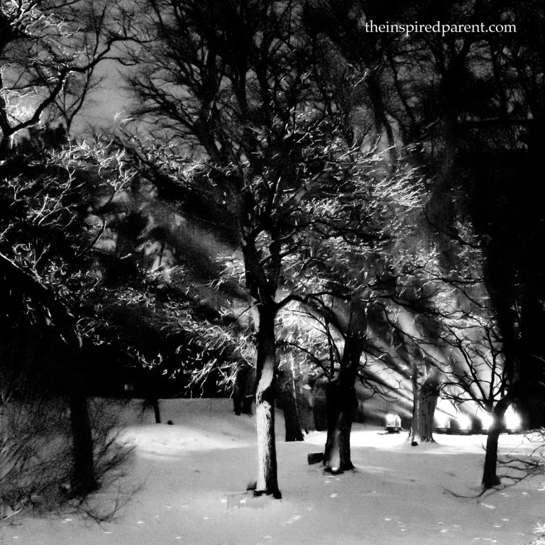 We're so very glad The Morton Arboretum started hosting this event each year - it truly is a magical way to spend a winter evening!