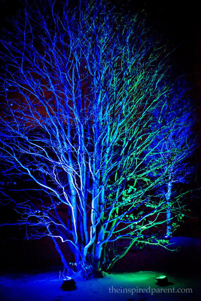 The lights on some of the trees changes colors every few minutes - loved the blues & greens!