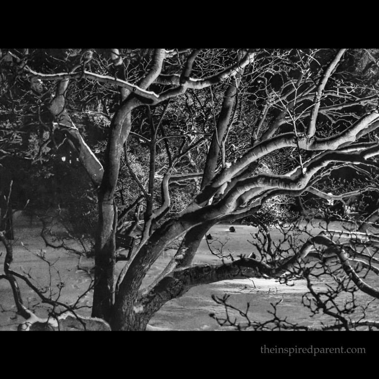 Nighttime tree shots are always fun when converted to black & white.