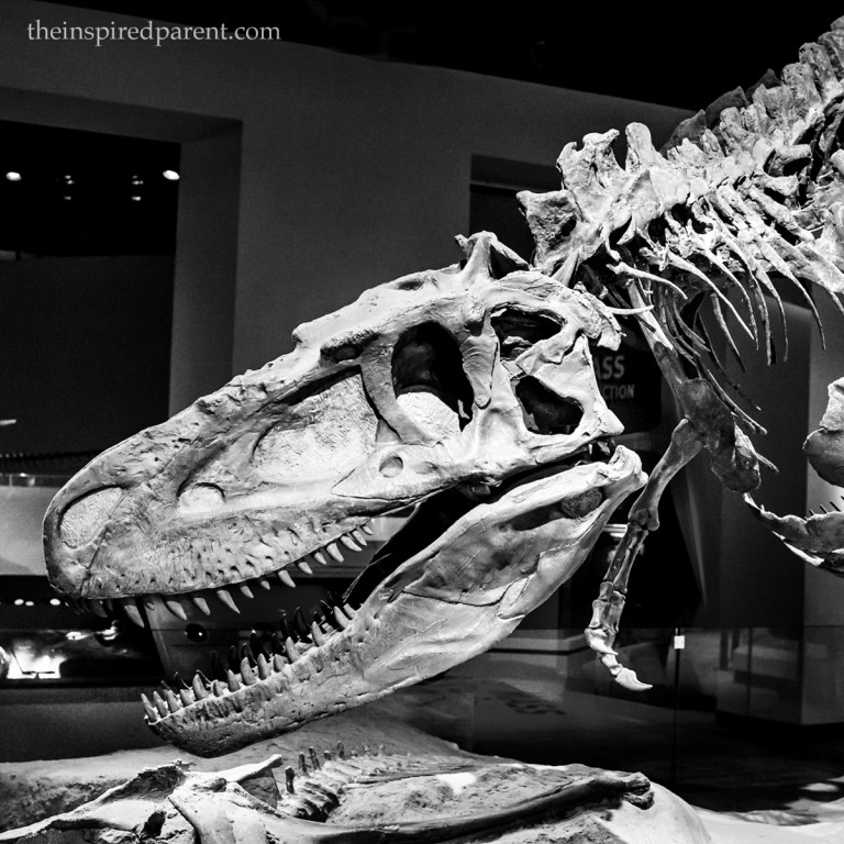 Daspletosaurus display at The Field Museum. 