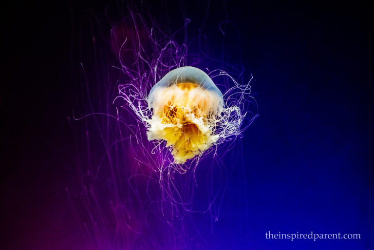 One of my favorite jellyfish photos that I shot at the Shedd Aquarium - they are such mesmerizing creatures!