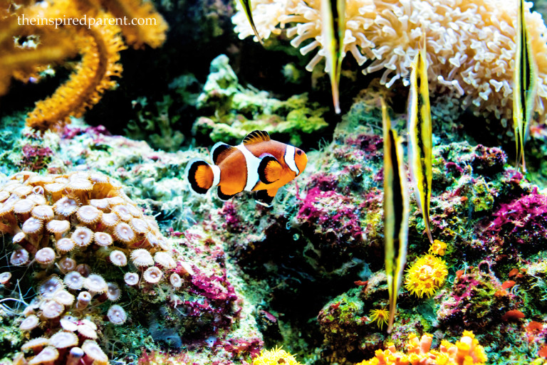 Every kid seems to love "finding Nemo" in the Clownfish (a.k.a. Anemonefish) tank. This little fellow was a treat to watch last time we were at the Shedd Aquarium.