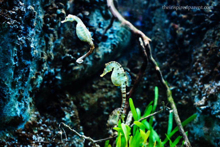 These little ones were masters at camouflage…then they finally swam out where we could get a better peek.