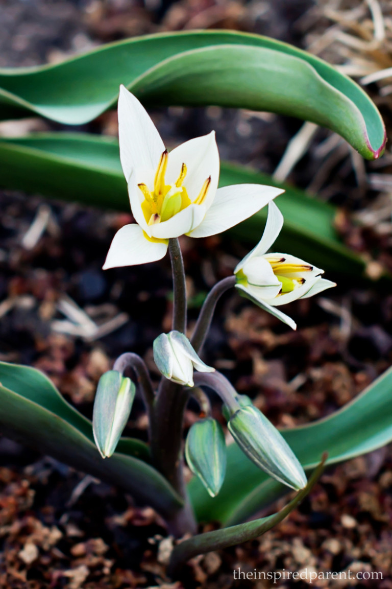 A new bulb we planted this last year. The first flowers are dainty & lovely - can't wait to see what they look like in full bloom!