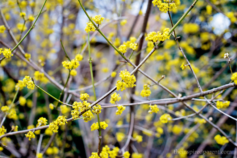 Cornelian Cherry Dogwood - Cornus mas