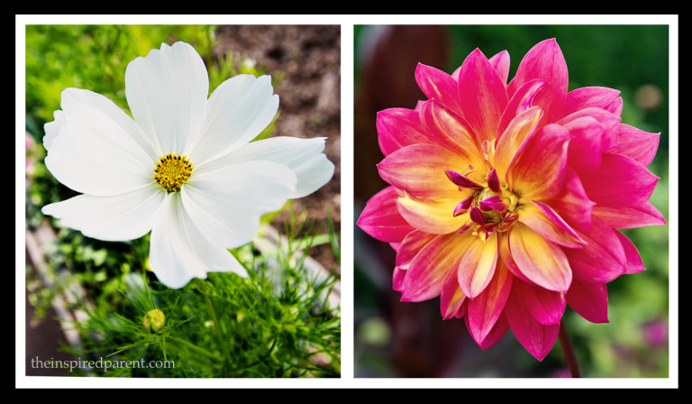 Flowers at the Chicago Botanic Garden…looking forward to seeing more of these this season!