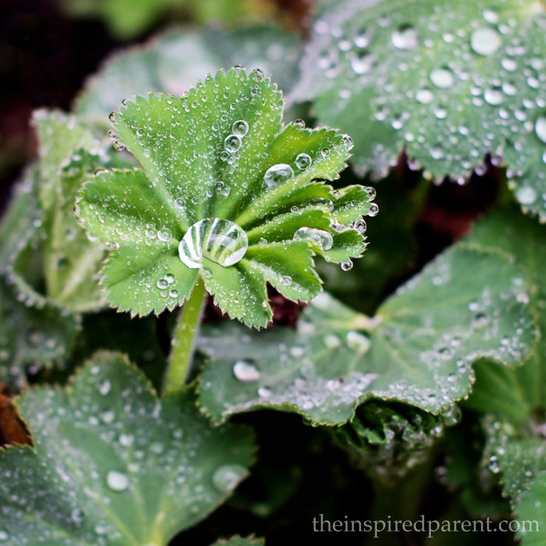 Lady's Mantle - one of my favorites! | theinspiredparent.com