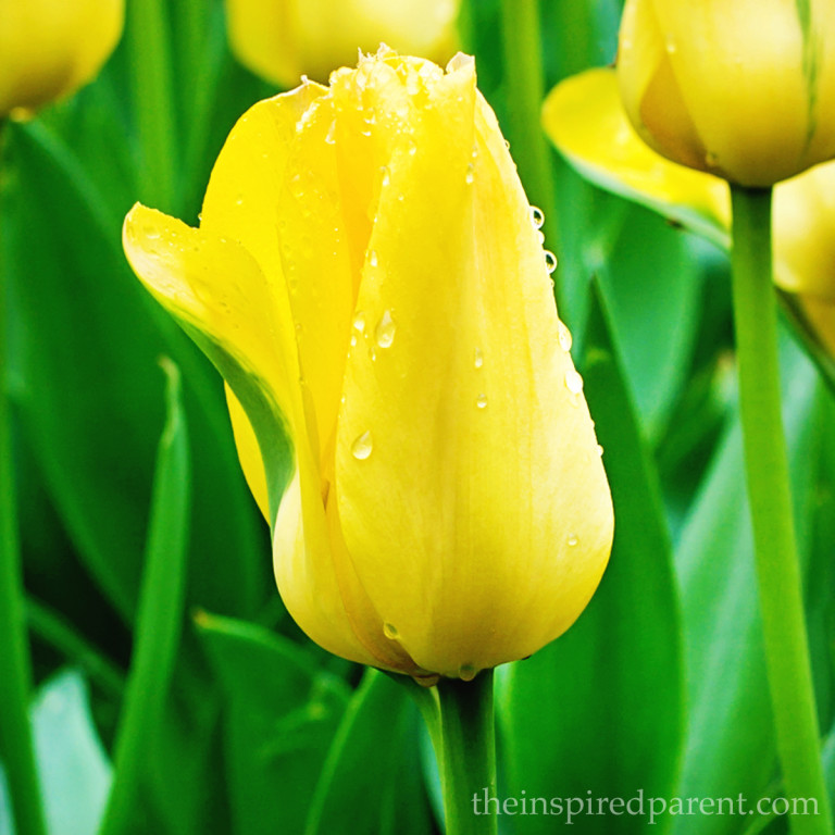 Yellow Tulips | theinspiredparent.com