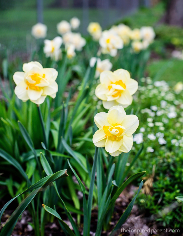 One of the varieties that we planted in our backyard. It's a long wait when you plant the bulbs in autumn, but such an exciting treat once they bloom in spring!