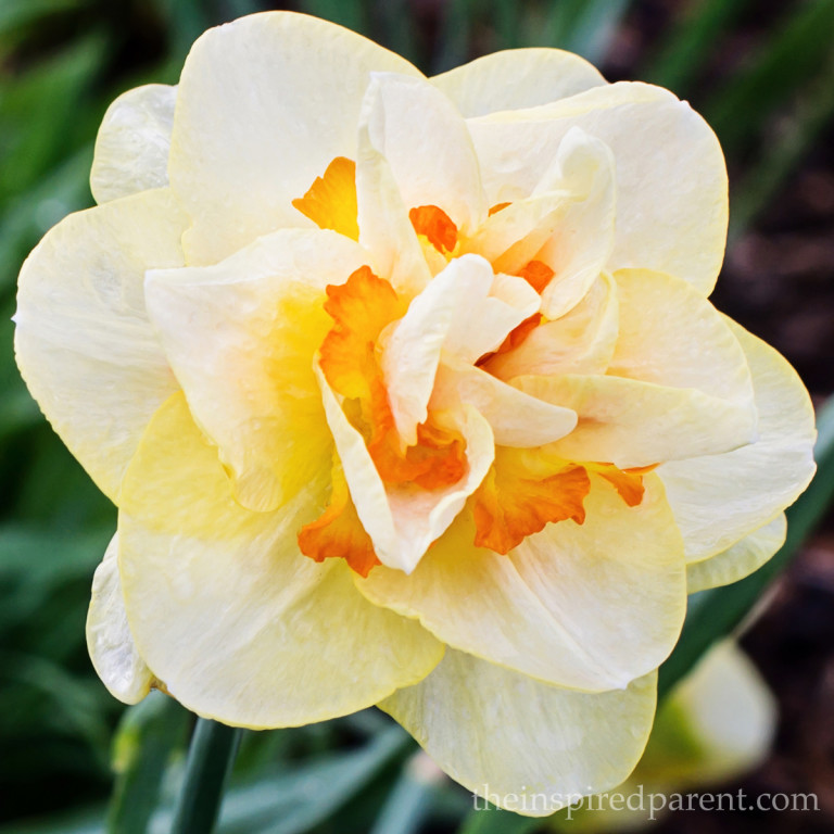 Love the ruffles on these daffodils!