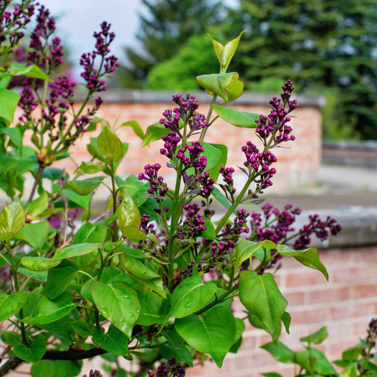 A little early for the wonderful lilac scent, but that will be happening very soon by the looks of these!