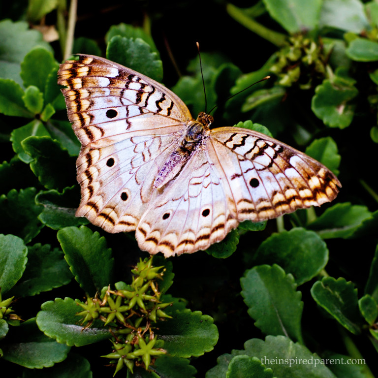 This one is a White Peacock (Anartia jatrophae). Some were more blue than others and some had brighter edges.