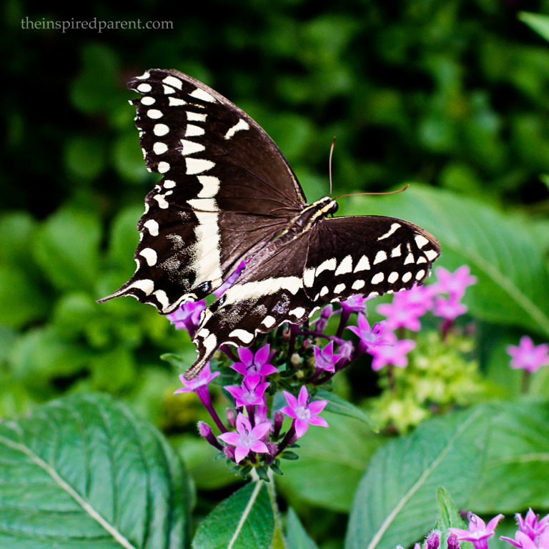 Love watching the Swallowtails. We get different varieties in our yard, too. Can't wait to see which ones appear this year!