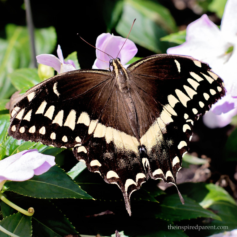 We could watch these all day. Swallowtails come in many different varieties & it's a lot of fun to see the differences when you can see them in one location.