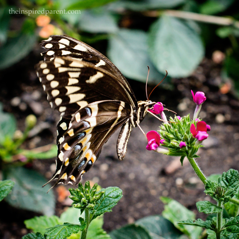 Another lovely little Swallowtail. :)