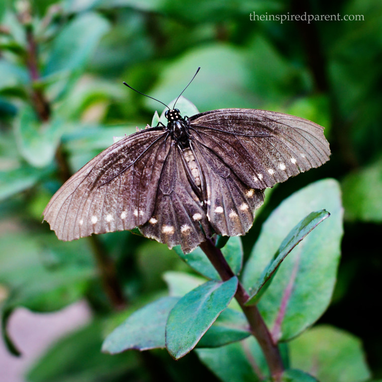 Not 100% certain, but I think this is a Polydamas Swallowtail.