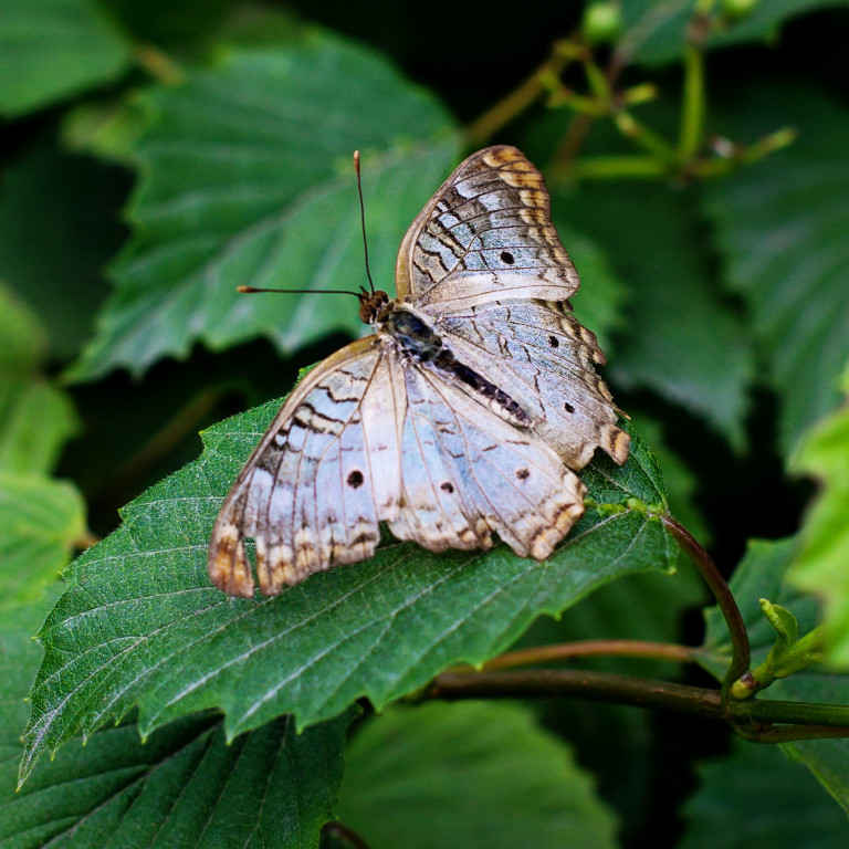 This little one had a unique flying pattern - was happy to capture a photo when he finally took a break from flying!