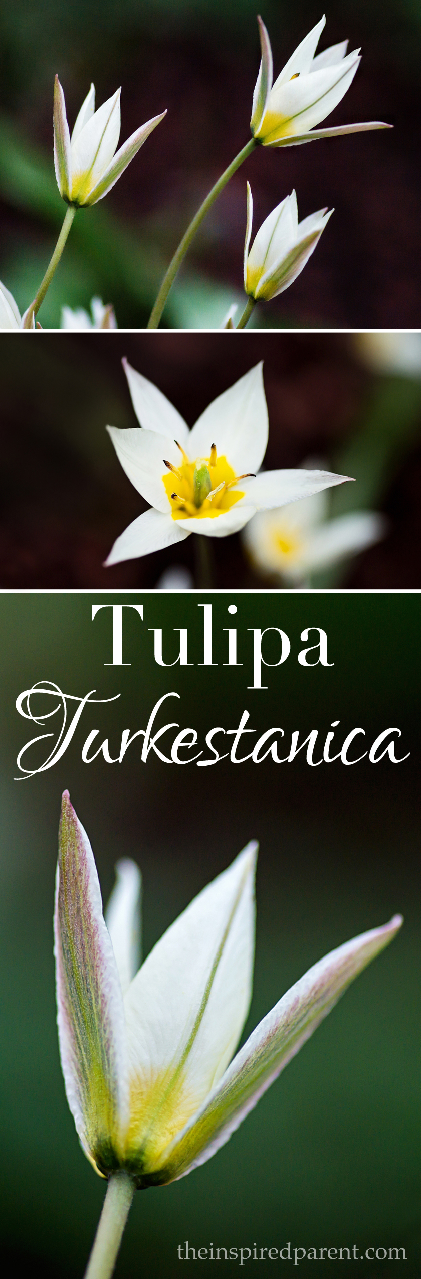 Early Blooming Tulipa Turkestanica The Inspired Parent