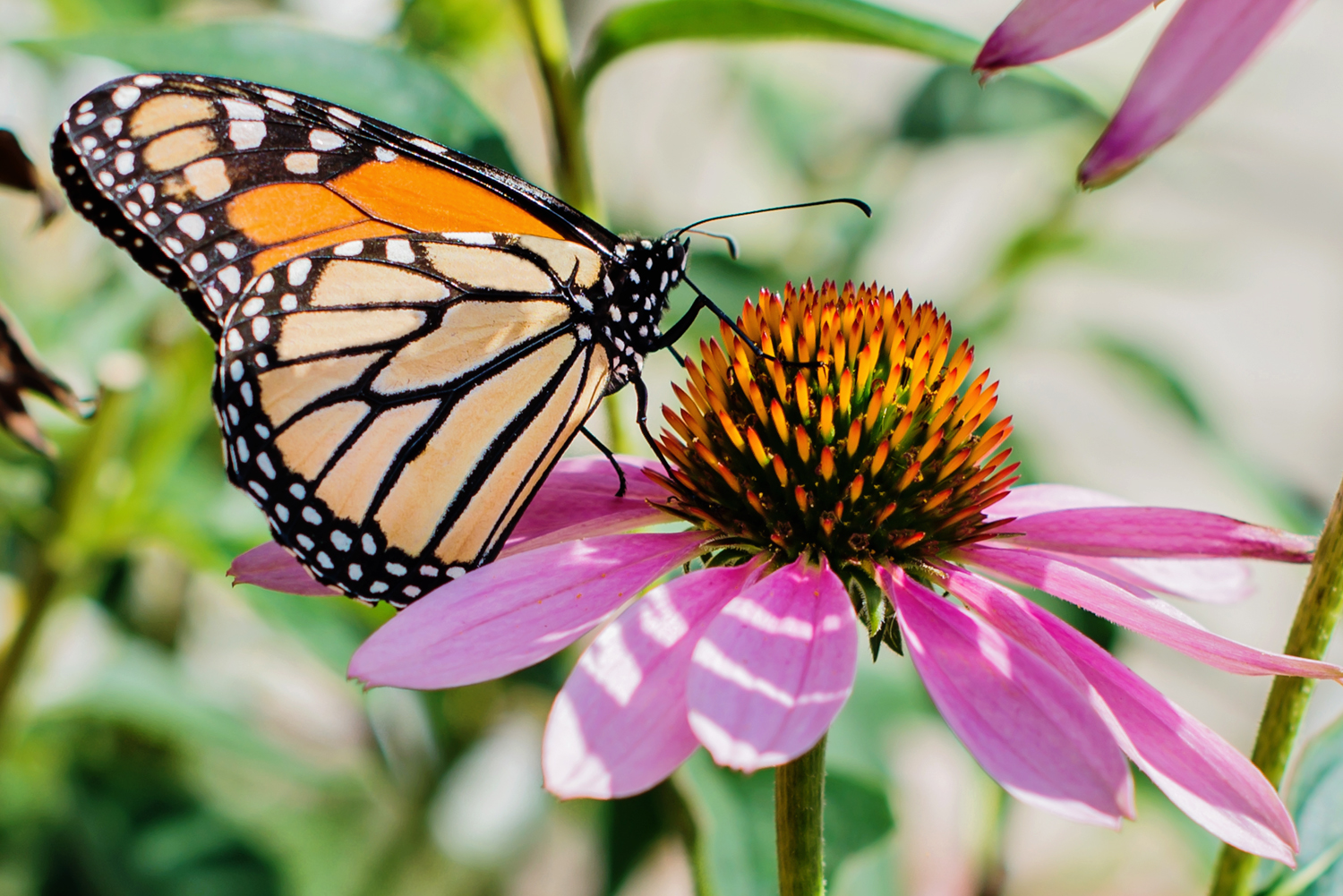 Butterfly Season at Brookfield Zoo