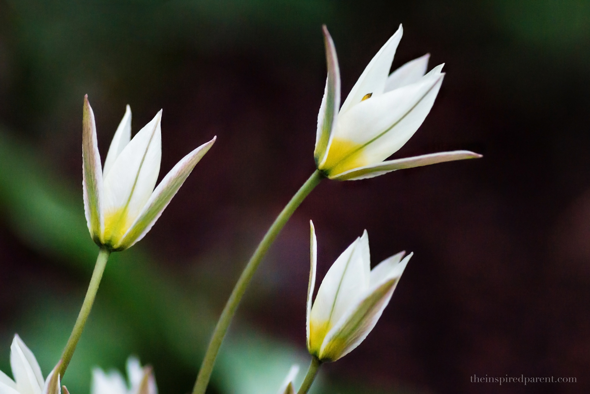 Early-Blooming Tulipa Turkestanica